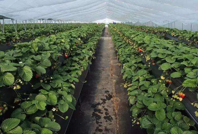 無土栽培高架草莓.jpg 無土栽培高架草莓.jpg