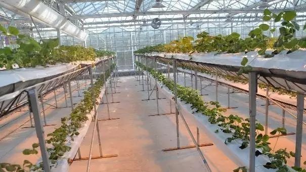 “H”型無土栽培架.jpg “H”型無土栽培架.jpg