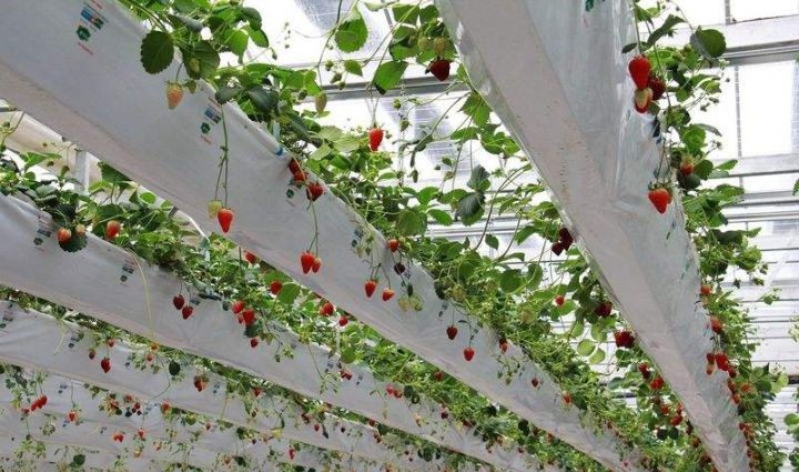 無土栽培固定吊掛式.jpg 無土栽培固定吊掛式.jpg