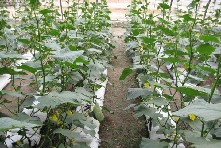 無土栽培地上式栽培模式.jpg 無土栽培地上式栽培模式.jpg