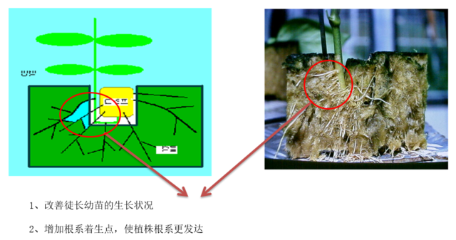 巖棉栽培.jpg 巖棉栽培.jpg