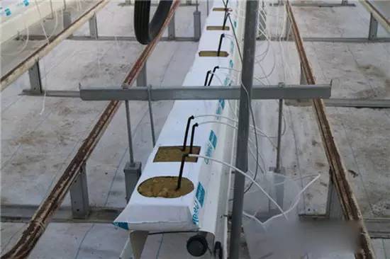 無土栽培巖棉栽培.jpg 無土栽培巖棉栽培.jpg