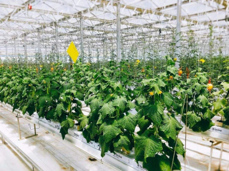 無土栽培黃瓜.jpg 無土栽培黃瓜.jpg