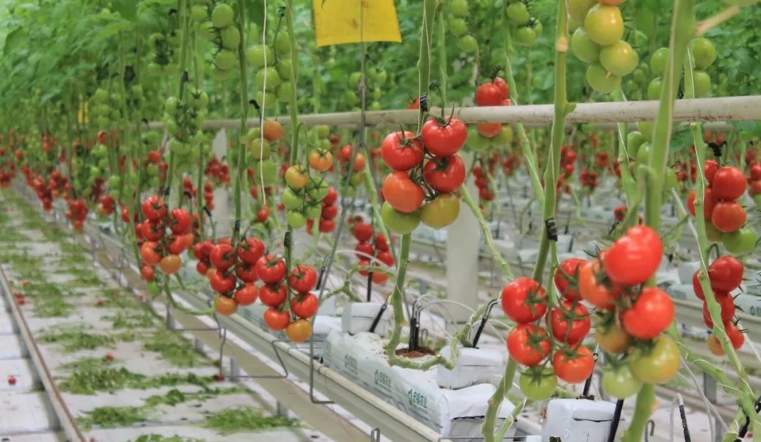 無土栽培西紅柿.jpg 無土栽培西紅柿.jpg