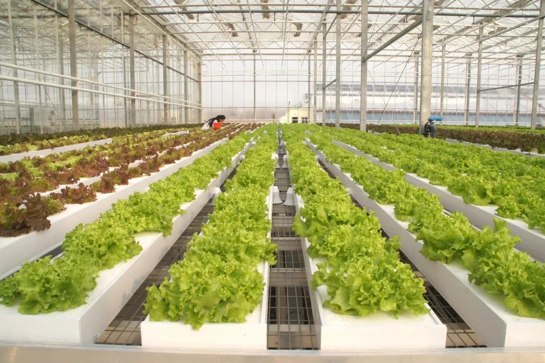 無(wú)土栽培水培.jpg 無(wú)土栽培水培.jpg