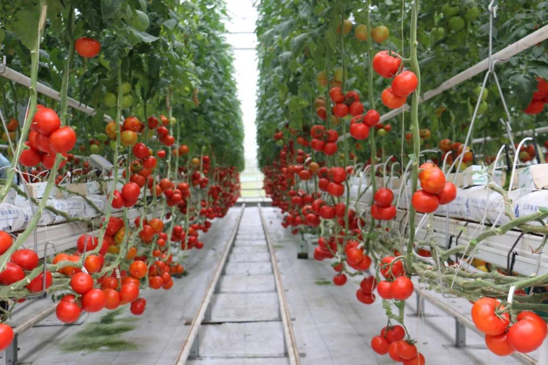 無(wú)土栽培巖棉栽培.jpg 無(wú)土栽培巖棉栽培.jpg