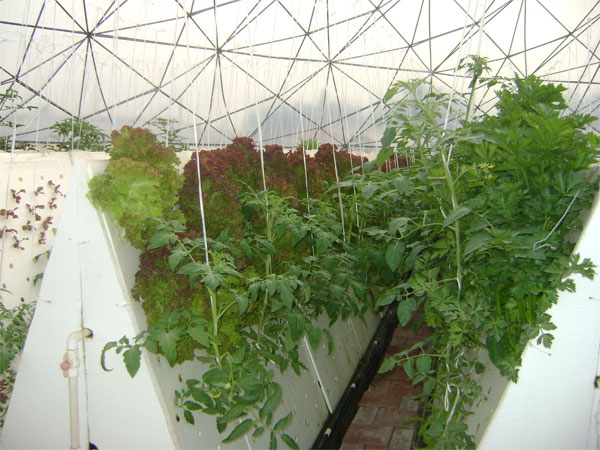 無(wú)土栽培霧培.jpg 無(wú)土栽培霧培.jpg