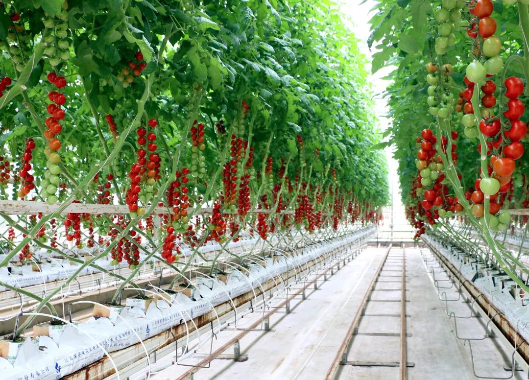 無(wú)土栽培西紅柿.jpg 無(wú)土栽培西紅柿.jpg