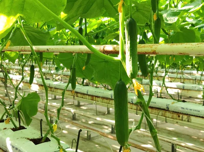 無(wú)土栽培黃瓜.jpg 無(wú)土栽培黃瓜.jpg