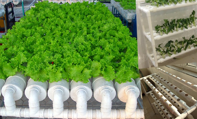 無土栽培管道水培.jpg 無土栽培管道水培.jpg