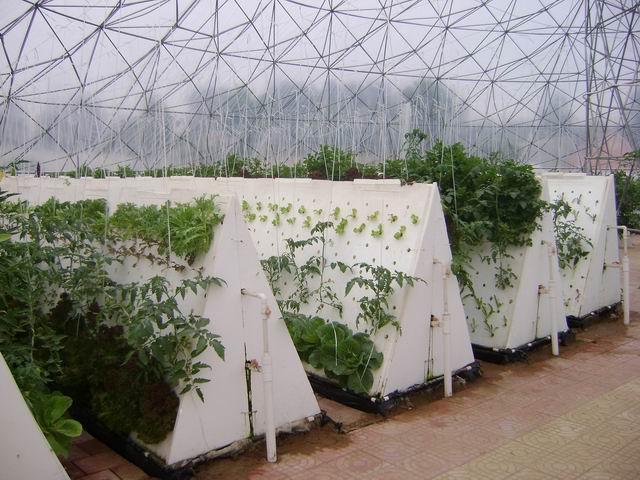 無土栽培氣霧培.jpg 無土栽培氣霧培.jpg