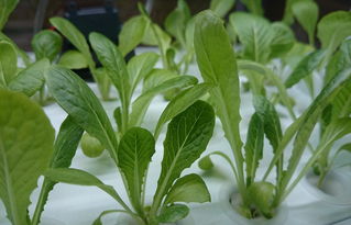 無土栽培水培小白菜.jpg 無土栽培水培小白菜.jpg