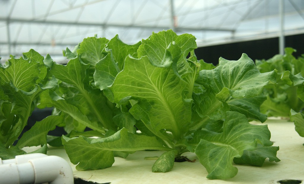 無土栽培水培生菜.jpg 無土栽培水培生菜.jpg