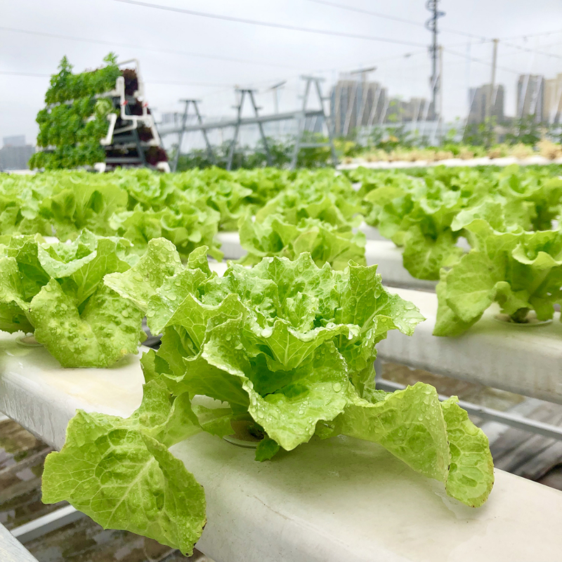 無(wú)土栽培水培生菜.jpg 無(wú)土栽培水培生菜.jpg