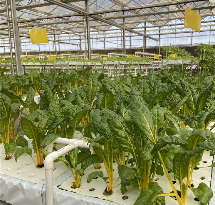 無(wú)土栽培水培甜菜.jpg 無(wú)土栽培水培甜菜.jpg