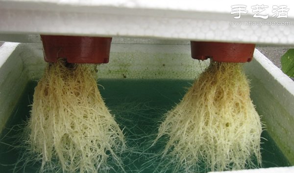 無(wú)土栽培水培蔬菜根系以乳白色毛細(xì)根為主.jpg 無(wú)土栽培水培蔬菜根系以乳白色毛細(xì)根為主.jpg