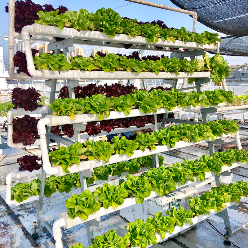 無(wú)土栽培水培葉菜.jpg 無(wú)土栽培水培葉菜.jpg