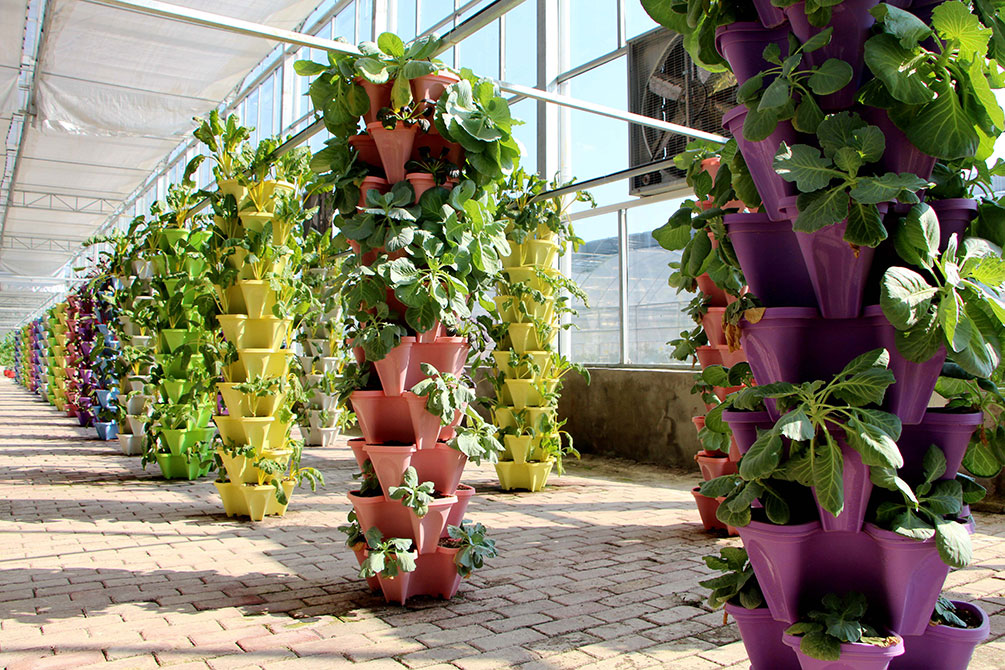 無土栽培.png 無土栽培.png