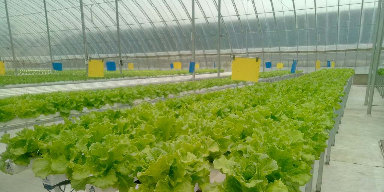 管道DFT無土栽培水培.jpg 管道DFT無土栽培水培.jpg