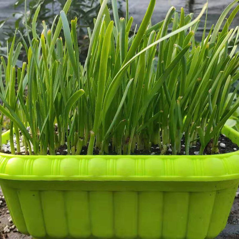 陽臺蔬菜--無土栽培葉菜類.jpg 陽臺蔬菜--無土栽培葉菜類.jpg