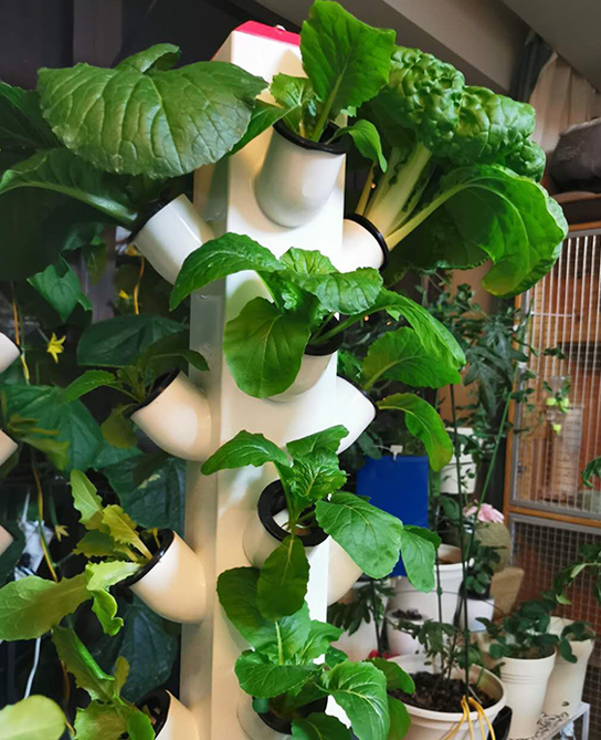 陽臺蔬菜--立柱式無土栽培裝置.png 陽臺蔬菜--立柱式無土栽培裝置.png