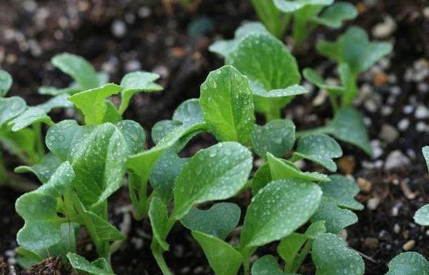 無土栽培育苗.jpg 無土栽培育苗.jpg