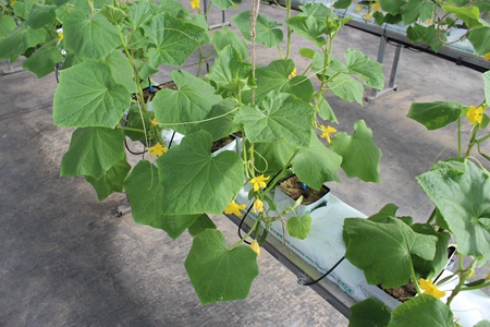 無土栽培巖棉栽培.jpg 無土栽培巖棉栽培.jpg