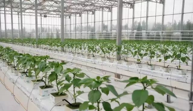 無土栽培巖棉栽培.jpg 無土栽培巖棉栽培.jpg