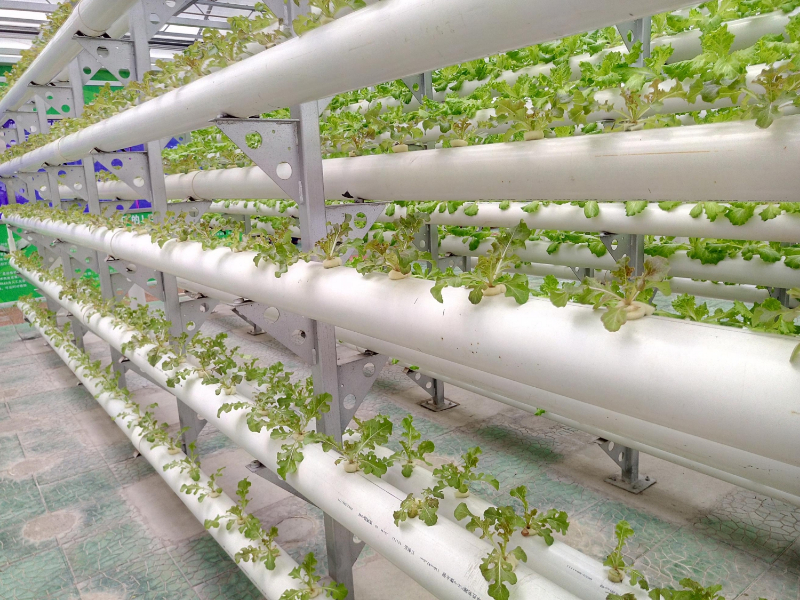 無土栽培水培.jpg 無土栽培水培.jpg