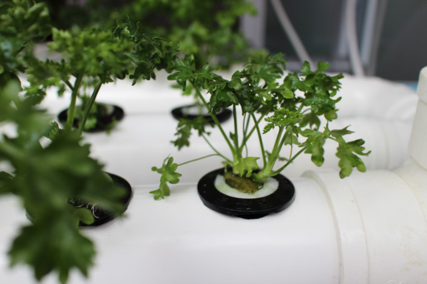 無土栽培小型水培定植杯.jpg 無土栽培小型水培定植杯.jpg