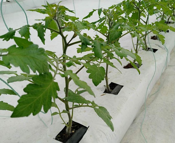 無土栽培椰糠栽培管理.jpg 無土栽培椰糠栽培管理.jpg