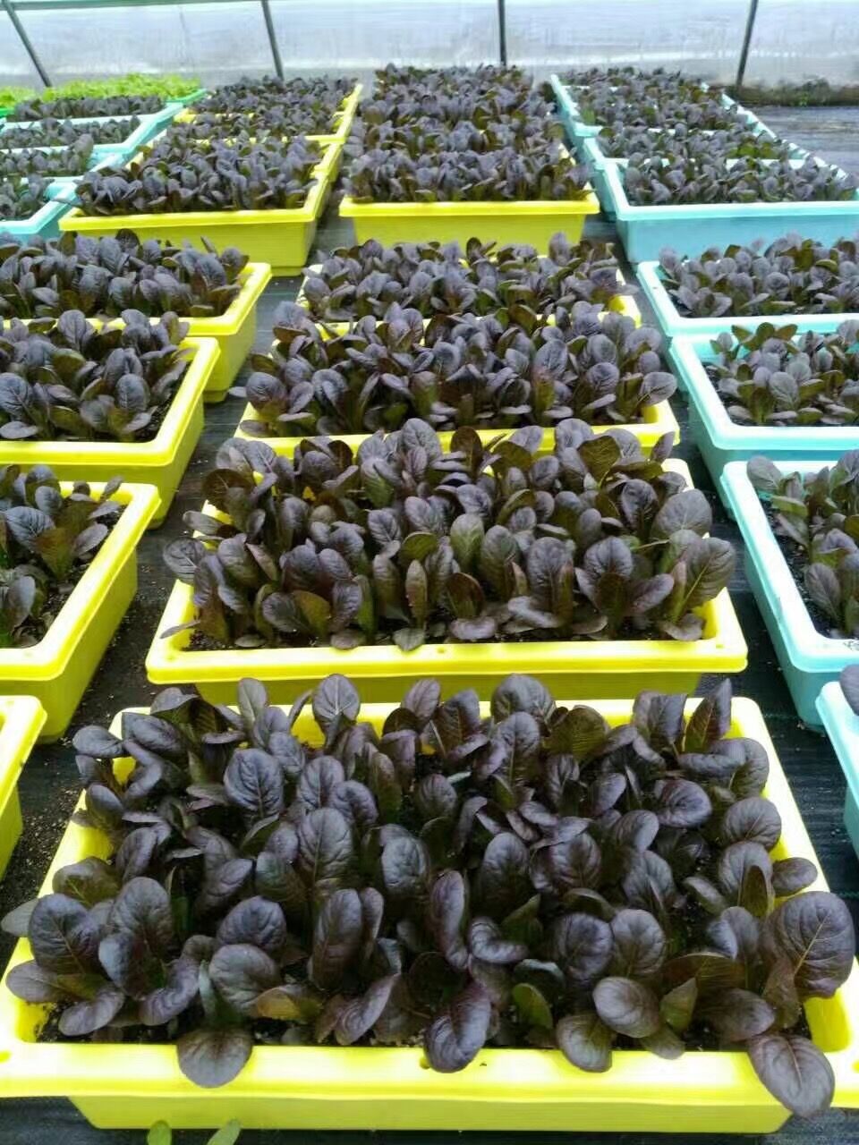 無土栽培盆栽葉菜類.jpg 無土栽培盆栽葉菜類.jpg