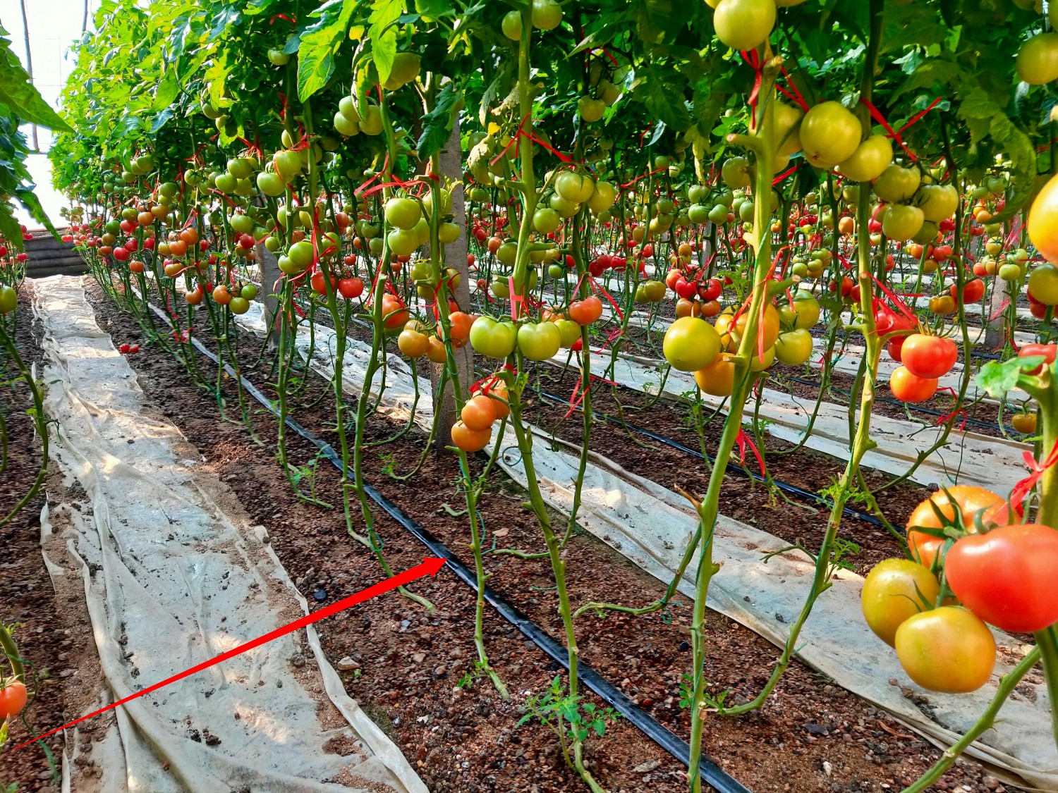 無土栽培滴灌法.jpg 無土栽培滴灌法.jpg