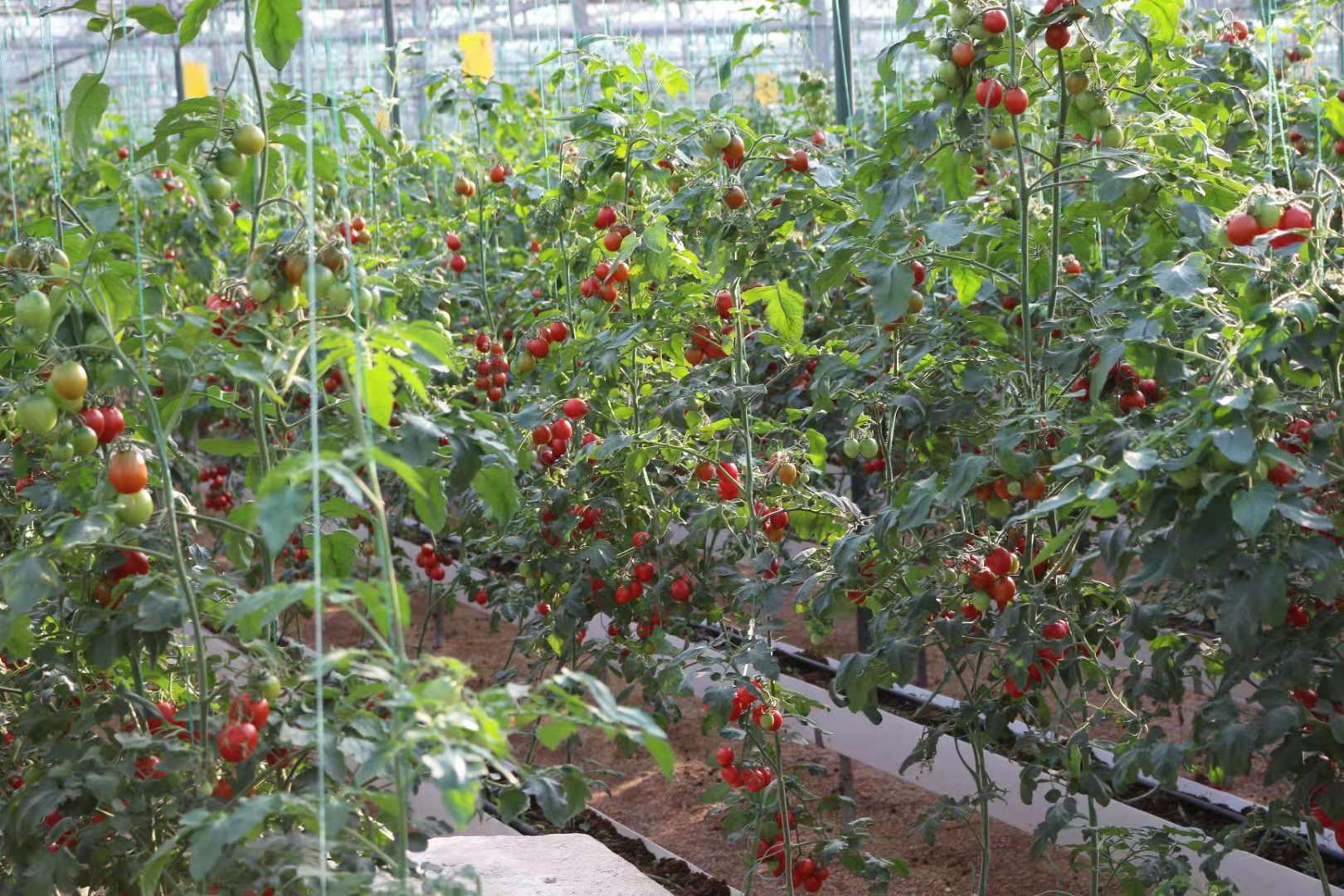 西紅柿無土栽培.jpg 西紅柿無土栽培.jpg