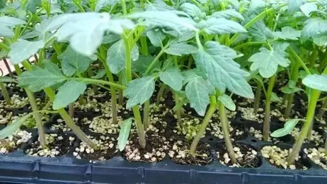 無土栽培西紅柿穴盤育苗.jpg 無土栽培西紅柿穴盤育苗.jpg