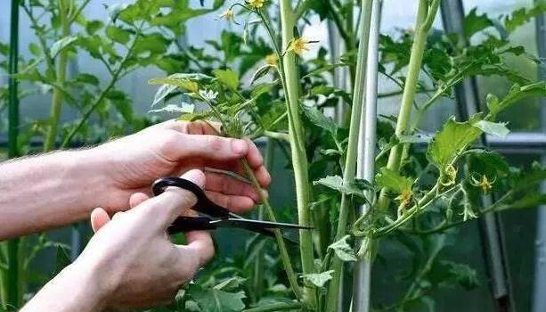 無土栽培西紅柿整枝.jpg 無土栽培西紅柿整枝.jpg