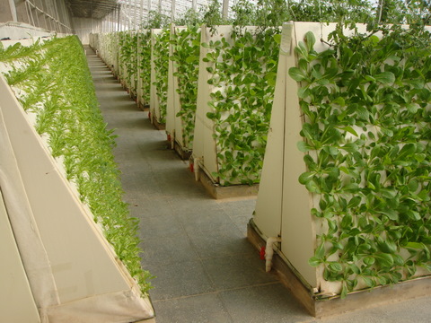 無(wú)土栽培金字塔式氣霧培.JPG 無(wú)土栽培金字塔式氣霧培.JPG