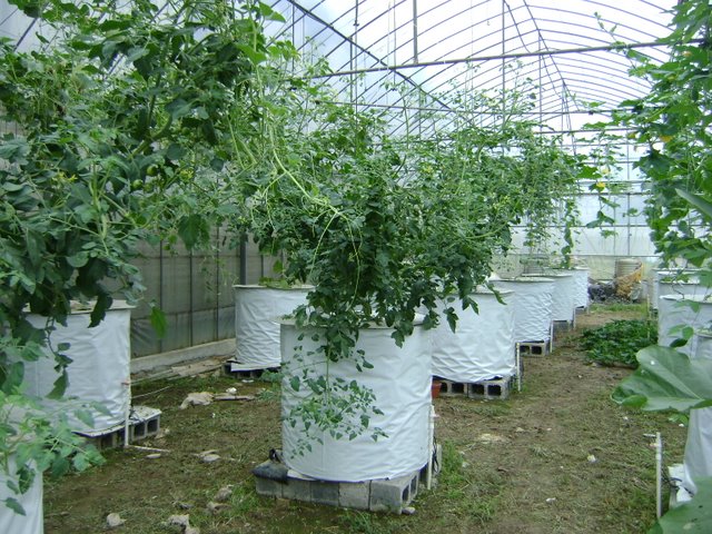 無(wú)土栽培桶式氣霧培.jpg 無(wú)土栽培桶式氣霧培.jpg