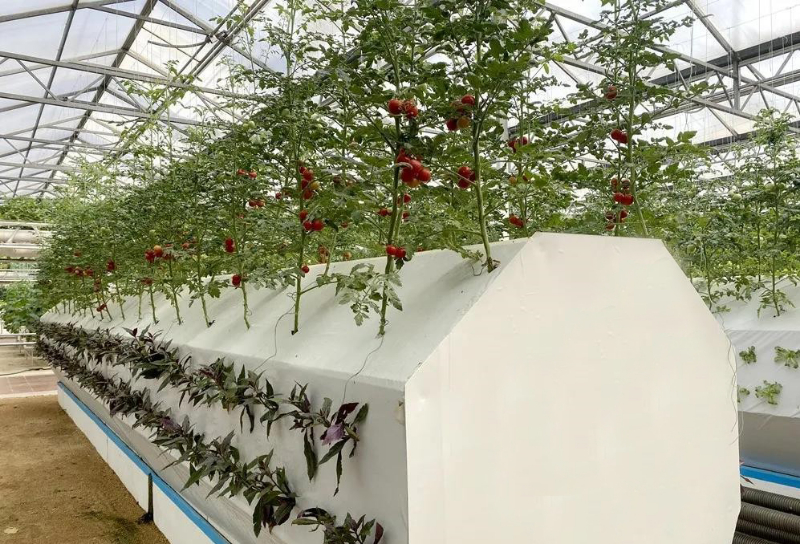 無(wú)土栽培霧培.jpg 無(wú)土栽培霧培.jpg