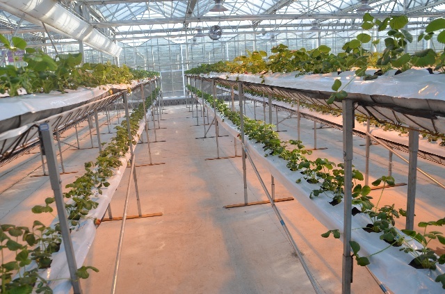 立體無土栽培草莓.jpg 立體無土栽培草莓.jpg