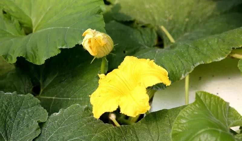 無土栽培南瓜授粉.jpg 無土栽培南瓜授粉.jpg