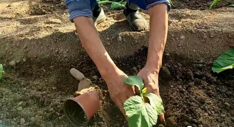 無土栽培巨型南瓜定植.jpg 無土栽培巨型南瓜定植.jpg