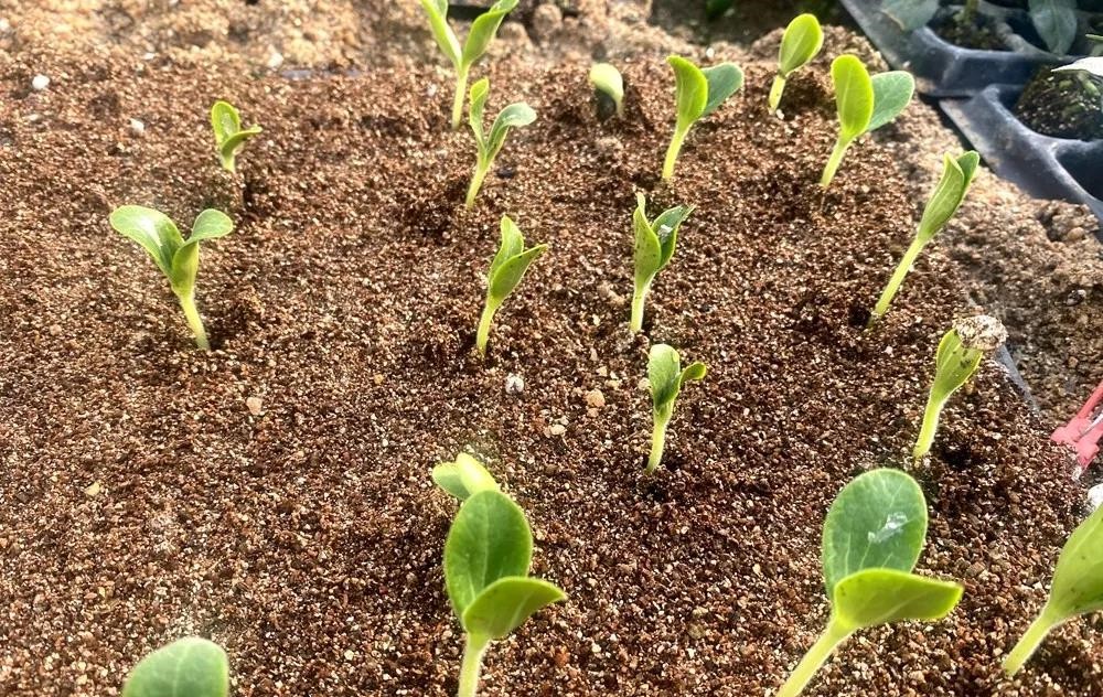 無土栽培巨型南瓜穴盤育苗.jpg 無土栽培巨型南瓜穴盤育苗.jpg