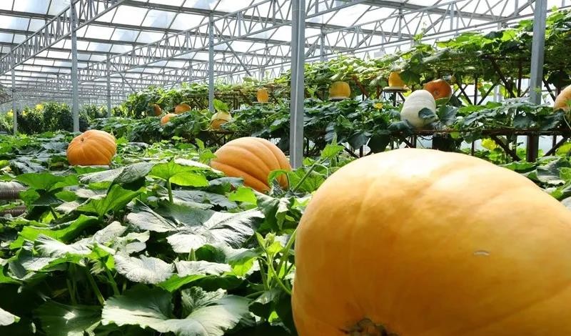 無土栽培巨型南瓜.jpg 無土栽培巨型南瓜.jpg
