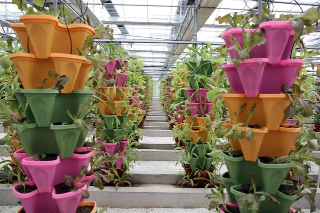 立柱式無(wú)土栽培.jpg 立柱式無(wú)土栽培.jpg