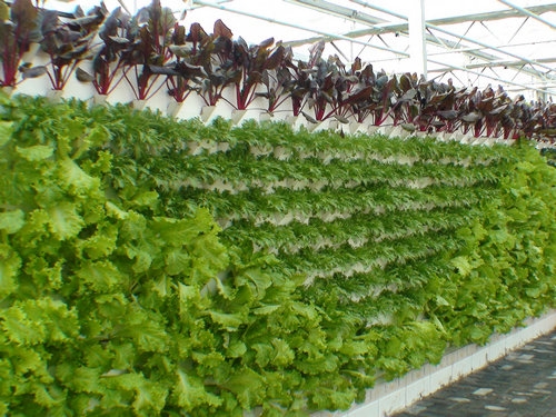 墻體式無(wú)土栽培.jpg 墻體式無(wú)土栽培.jpg