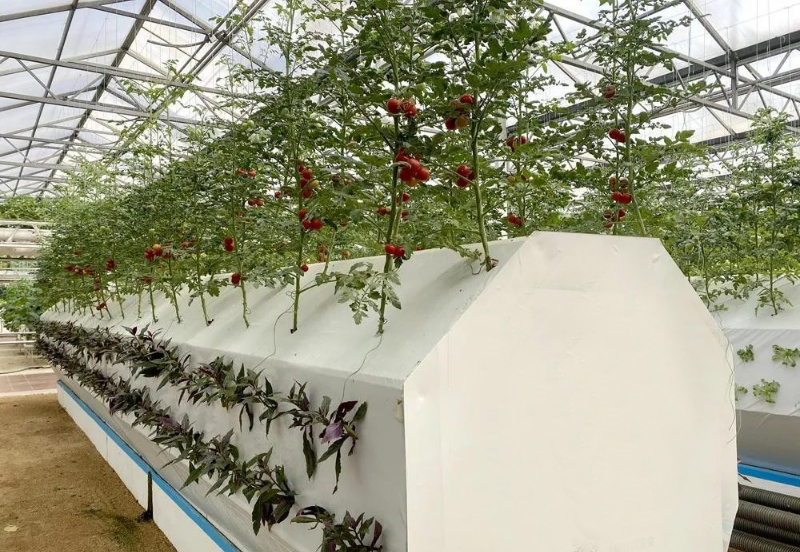 無(wú)土栽培霧培模式.jpg 無(wú)土栽培霧培模式.jpg