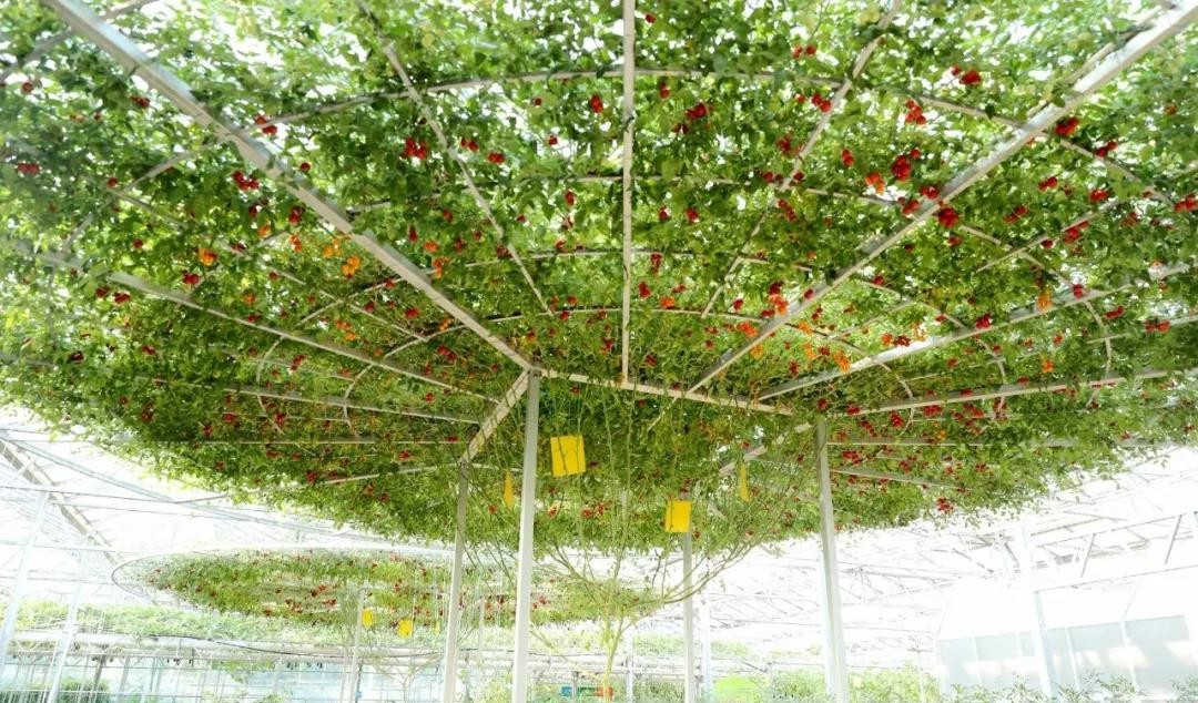 無(wú)土栽培西紅柿樹(shù).jpg 無(wú)土栽培西紅柿樹(shù).jpg