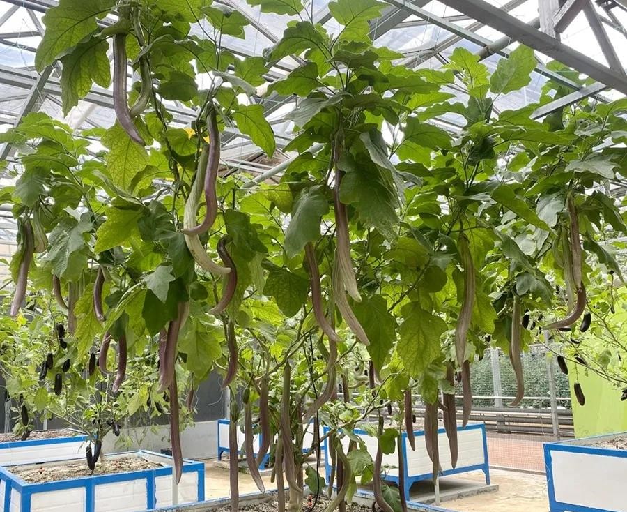 無(wú)土栽培茄子樹(shù).jpg 無(wú)土栽培茄子樹(shù).jpg