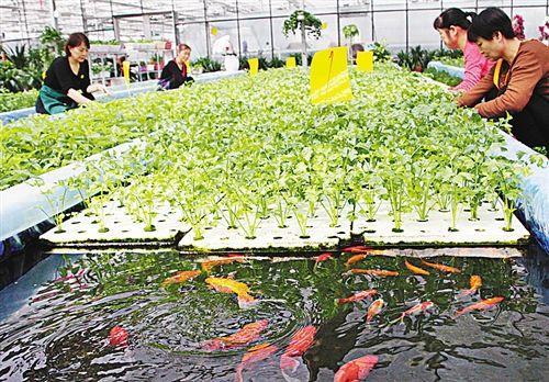 無土栽培魚菜共生直接漂浮法.jpg 無土栽培魚菜共生直接漂浮法.jpg